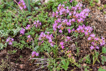 Close-up of flowering common thyme or Thymus vulgaris close