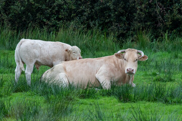 Kühe aus Holland