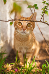 Cute orange cat between bushes