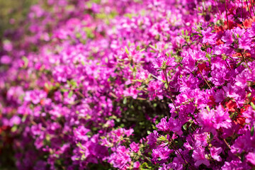 Beautiful Royal Azalea Flower during Spring season
