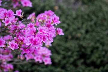 Beautiful Royal Azalea Flower during Spring season
