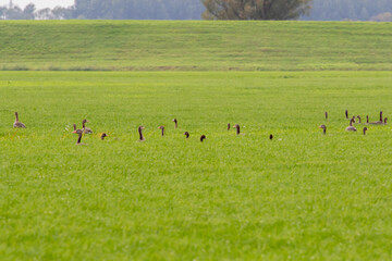Graugänse im Gras