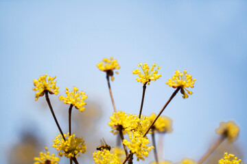 Spring Flower : Sansuyu flowers, knwon as Japanese cornlian cherry
