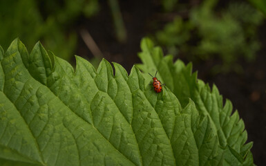 A red beetle sits on a nettle leaf