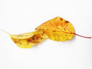 Naklejka premium golden autumn leaf