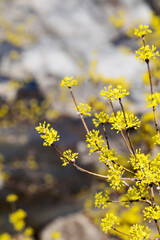 Spring Flower : Sansuyu flowers, knwon as Japanese cornlian cherry
