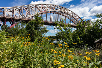 Fototapeta premium Beautiful Yellow Flowers in front of the Hell Gate Bridge on Randalls and Wards Islands during the Summer in New York City