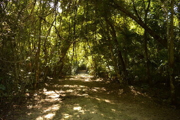 The old ruins of the Mayan town of Palenque in Chiapas, Mexico
