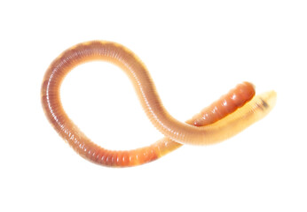 Earthworm on a white background.