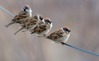 A flock of sparrows on electrical wires. - Powered by Adobe