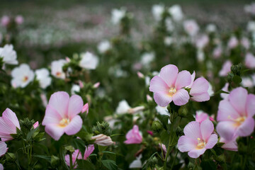 The beautiful Confederate rose
