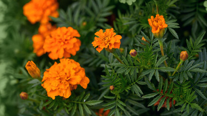 the beautiful marigold flowers is brilliant orange on a background of green foliage. fall season, long banner