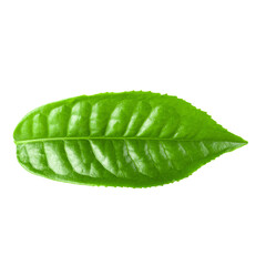 Green tea leaf isolated over white background