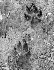 Dog footprints on frozen ground as background.