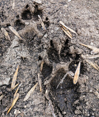 Dog footprints on frozen ground as background.