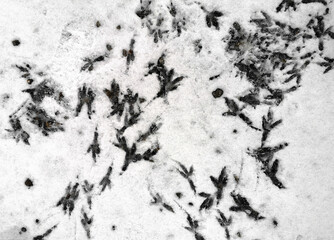 Bird tracks on frozen ground as background.