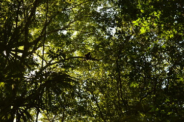 The old ruins of the Mayan town of Tikal in Guatemala, Central America