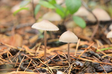 A group of poisonous mushrooms (fungus, toadstools) and moss in the autumn forest