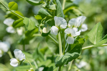 White flowers of Pea plant