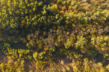 Aerial view of colorful fall foliage. Colourful autumn colours in forest.