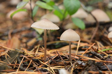 A group of poisonous mushrooms (fungus, toadstools) and moss in the autumn forest