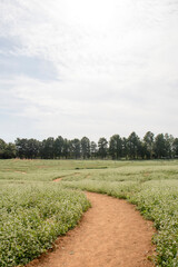 The beautiful buckwheat flowers in the field
