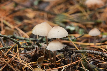 A group of poisonous mushrooms (fungus, toadstools) and moss in the autumn forest