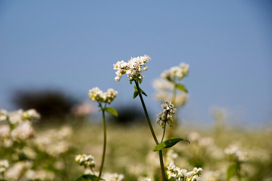 The beautiful buckwheat flowers in the field
