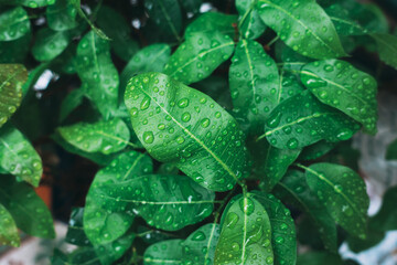 Green leaves on a rainy day