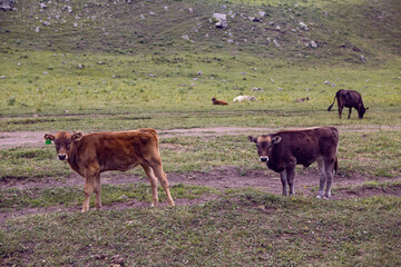 summer road in the mountains with walking cows