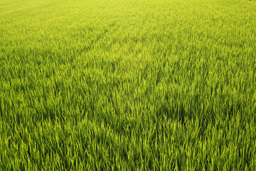 close up summer Green rice field.