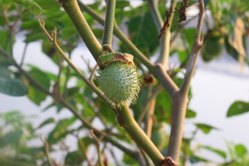 Jimson weed (Datura innoxia) in the period of fruiting