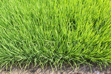 summer Green rice field.