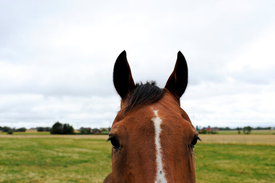 Close up on a horses forehead and ears