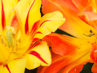 Obraz premium tulipani e fioritura