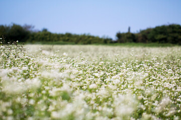 Obraz na płótnie Canvas The beautiful buckwheat flowers in the field 