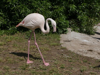 Pink flamingo walking on the grass.