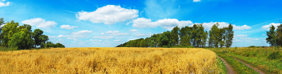 Fototapeta premium Beautiful summer panoramic scene with rural road and ripe oat golden field during sunny day.
