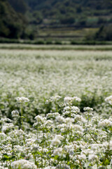 Obraz premium The beautiful buckwheat flowers in the field 