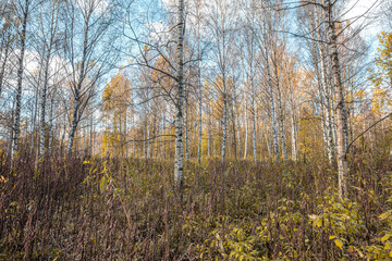 Fototapeta premium Colorful view of the autumn forest.