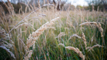 Fototapeta premium Autumn time of the year in the forest and in the natural landscape