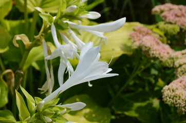 Bloomed flower of Fragrant plantain lily (Hosta plantaginea) garden plant