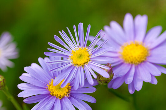 初夏に咲く紫色の花シオン