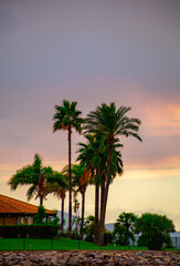 Fototapeta na wymiar colorful silhouette of palm trees