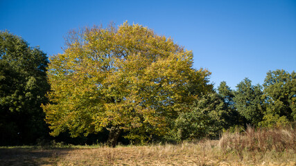 Fototapeta premium Autumn time of the year in the forest and in the natural landscape