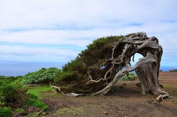 Sabina, arbol autoctono de la isla del hierro, en las Canarias, España, a orillas del oceano atlantico