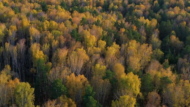 The drone is flying over the autumn forest. the wind moves the crowns of trees