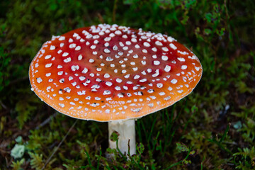 Poisonous red toadstool grows on moist moss soil