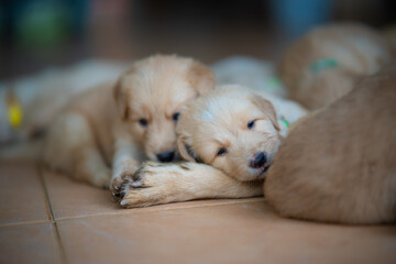 Many Golden puppies were sleeping merry.