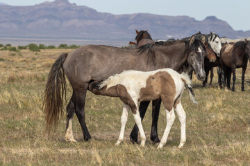 Fototapeta na wymiar Wild Horse Mare and Her Foal in Utah in Spring